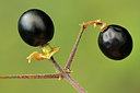 BUITEN BEELD Foto: 113881