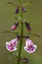 BUITEN BEELD Foto: 113911