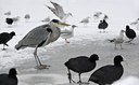 BUITEN BEELD Foto: 113957