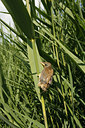 BUITEN BEELD Foto: 113981
