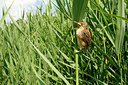 BUITEN BEELD Foto: 113985