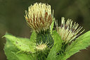 BUITEN BEELD Foto: 113999