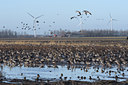 BUITEN BEELD Foto: 114161