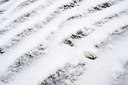 BUITEN BEELD Foto: 114174