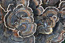 BUITEN BEELD Foto: 114318