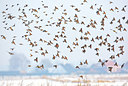 BUITEN BEELD Foto: 114337