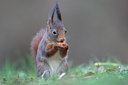 BUITEN BEELD Foto: 114348