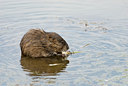 BUITEN BEELD Foto: 114418