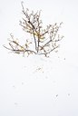BUITEN BEELD Foto: 114541