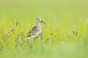 BUITEN BEELD Foto: 114565