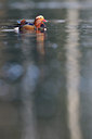 BUITEN BEELD Foto: 114619