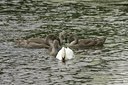 BUITEN BEELD Foto: 114641