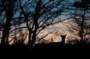 BUITEN BEELD Foto: 114676