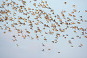 BUITEN BEELD Foto: 114722