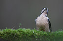 BUITEN BEELD Foto: 114776