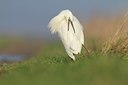 BUITEN BEELD Foto: 114806