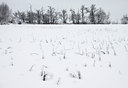 BUITEN BEELD Foto: 114818