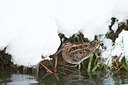 BUITEN BEELD Foto: 114885