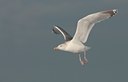 BUITEN BEELD Foto: 114910