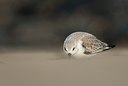 BUITEN BEELD Foto: 114923