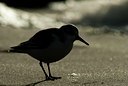 BUITEN BEELD Foto: 114951