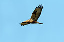 BUITEN BEELD Foto: 114996