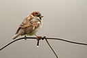 BUITEN BEELD Foto: 115088