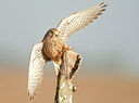 BUITEN BEELD Foto: 115094