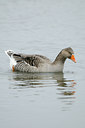 BUITEN BEELD Foto: 115129