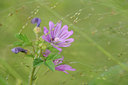 BUITEN BEELD Foto: 115187