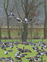 BUITEN BEELD Foto: 115197