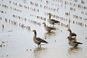 BUITEN BEELD Foto: 115262