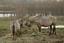 BUITEN BEELD Foto: 115271