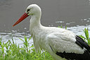 BUITEN BEELD Foto: 115283
