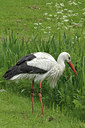 BUITEN BEELD Foto: 115284