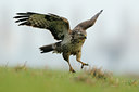 BUITEN BEELD Foto: 115333