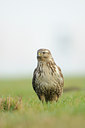 BUITEN BEELD Foto: 115336