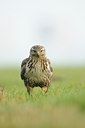 BUITEN BEELD Foto: 115338