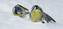 BUITEN BEELD Foto: 115362