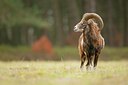 BUITEN BEELD Foto: 115396