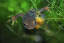 BUITEN BEELD Foto: 115547
