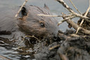 BUITEN BEELD Foto: 115584