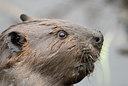 BUITEN BEELD Foto: 115587