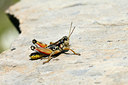 BUITEN BEELD Foto: 115785