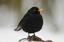 BUITEN BEELD Foto: 116027