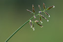 BUITEN BEELD Foto: 116117