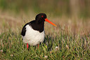 BUITEN BEELD Foto: 116229
