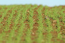 BUITEN BEELD Foto: 116342