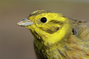 BUITEN BEELD Foto: 116349