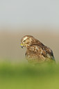 BUITEN BEELD Foto: 116403